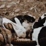 Harlequin Rabbits