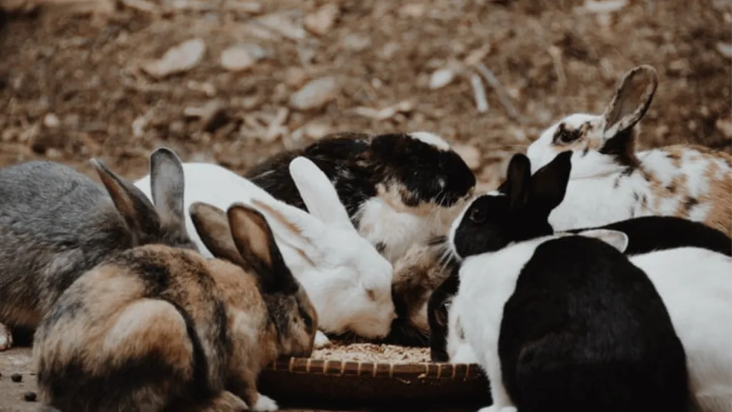 Harlequin Rabbits