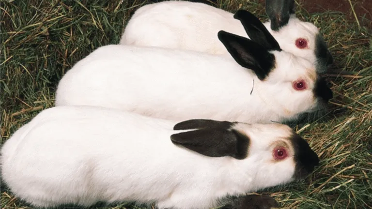 Himalayan Rabbits