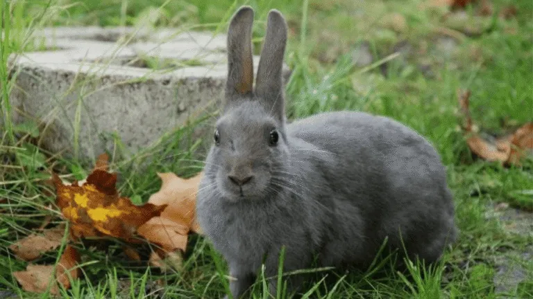 Lilac Rabbits