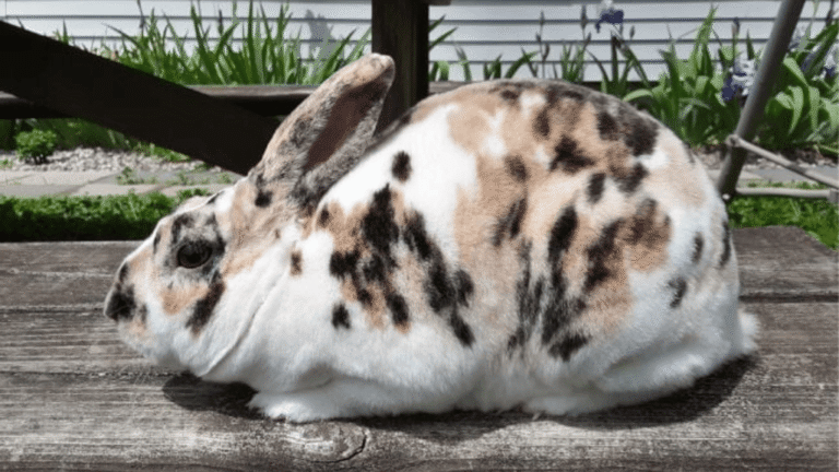 Mini Rex Rabbits
