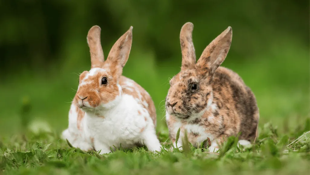Mini Rex Rabbits