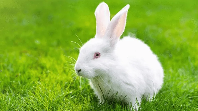 New Zealand Rabbits