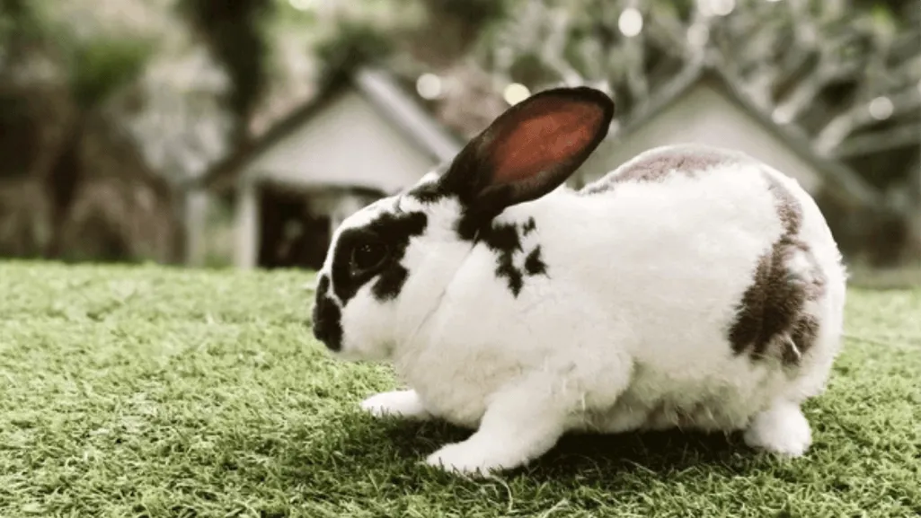 Checkered Giant Rabbit