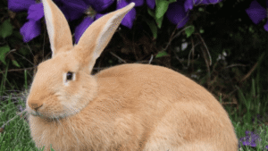 Palomino Rabbits