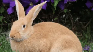 Palomino Rabbits