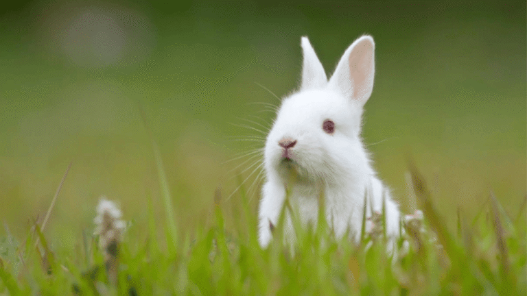 Polish Rabbits