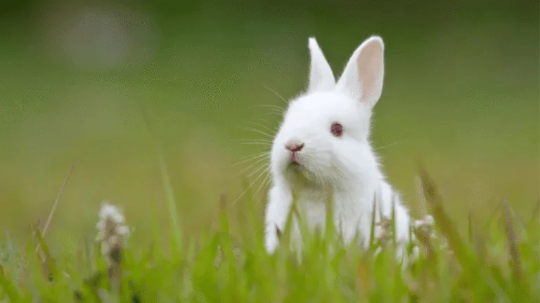 Polish Rabbits