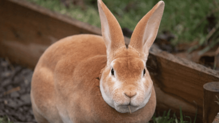 Rex Rabbits