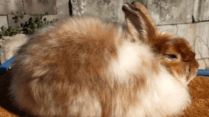 Satin Angora Rabbit