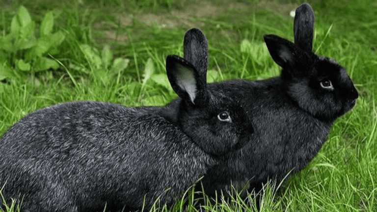Silver Fox Rabbit
