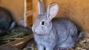 Silver Marten Rabbit