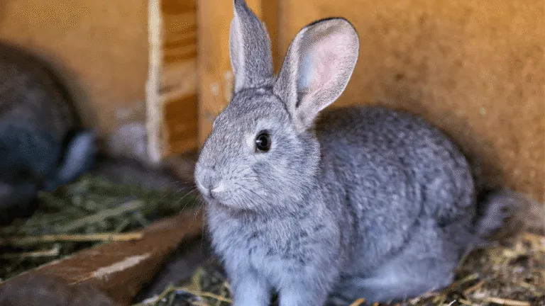Silver Marten Rabbit