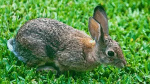 Standard Chinchilla Rabbit