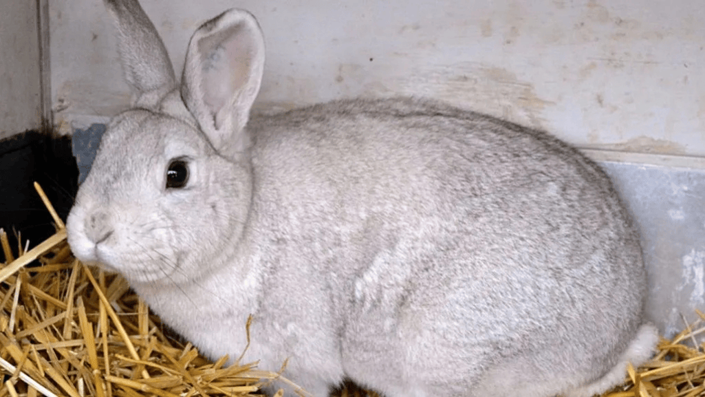 Standard Chinchilla Rabbit