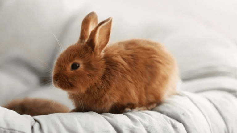 Thrianta Rabbits