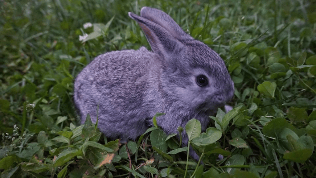 american chinchilla rabbit