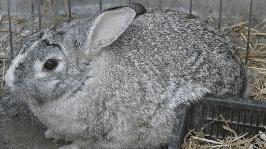 american chinchilla