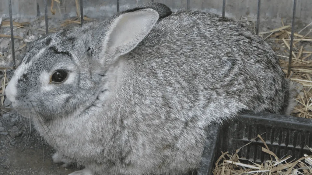 american chinchilla american chinchilla