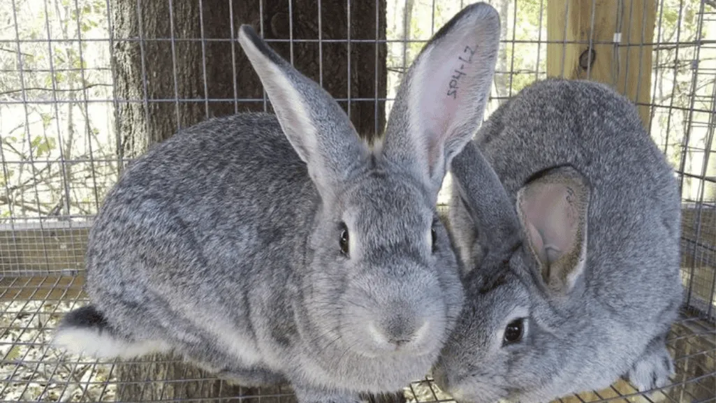american chinchilla rabbit american chinchilla