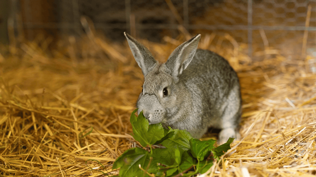 american chinchilla