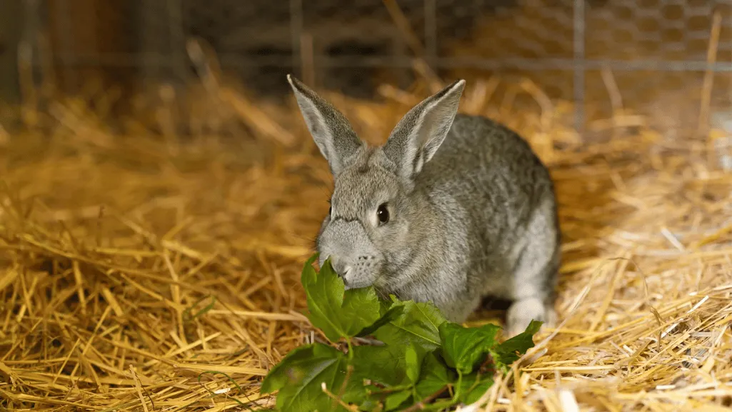 american chinchilla american chinchilla