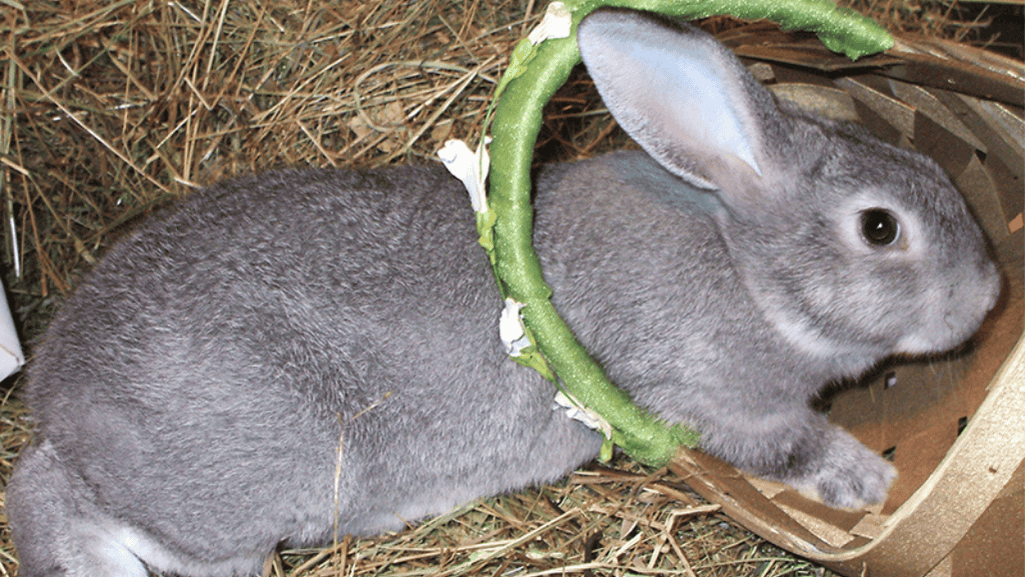 american chinchilla