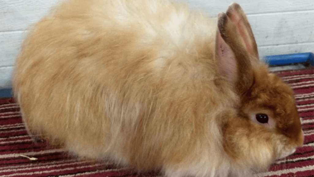 angora rabbit breeders