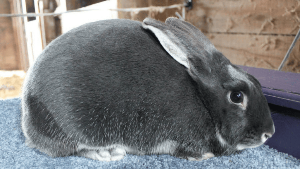 body type silver marten rabbit