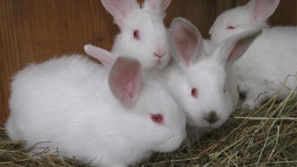 californian rabbits
