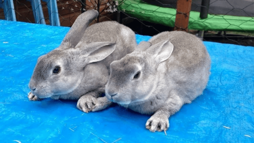 care enclosure