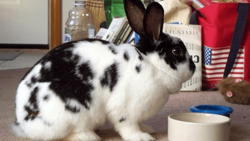 checkered giant rabbit care