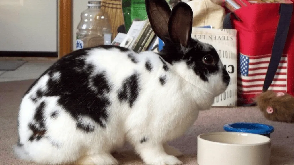 checkered giant rabbit care checkered giant rabbit care