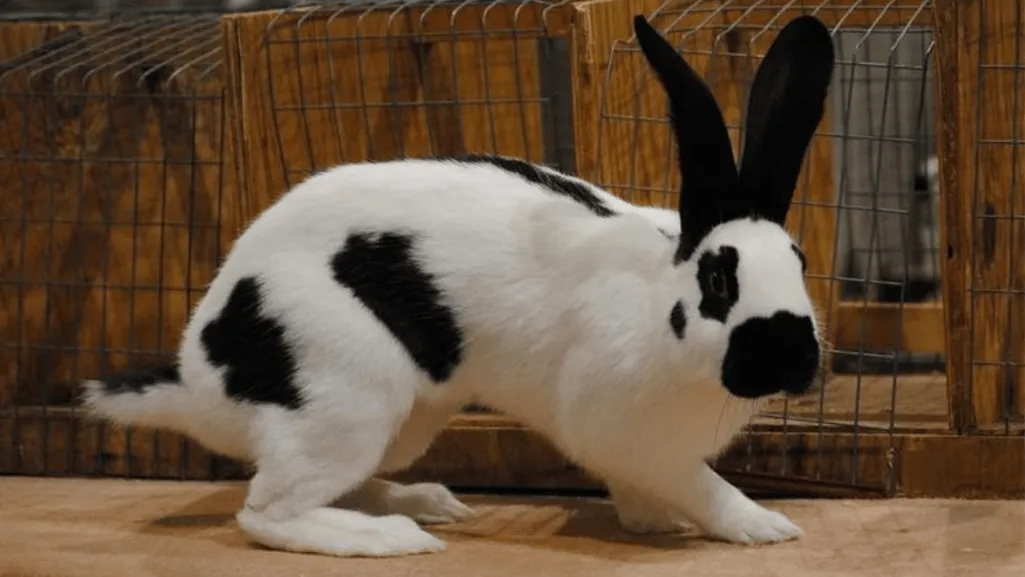 checkered giant rabbit Checkered Giant Rabbit