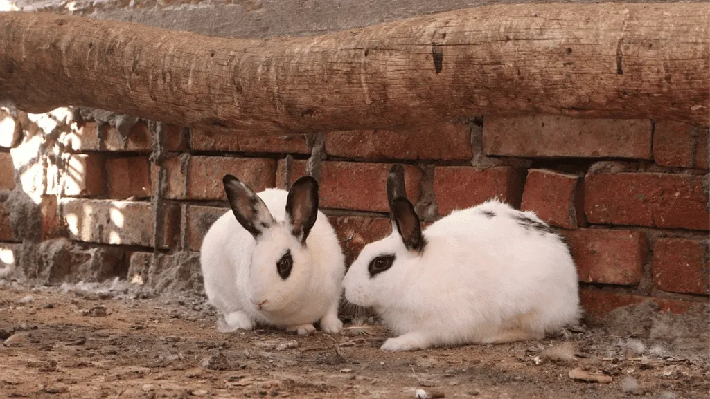 choosing dwarf hotot