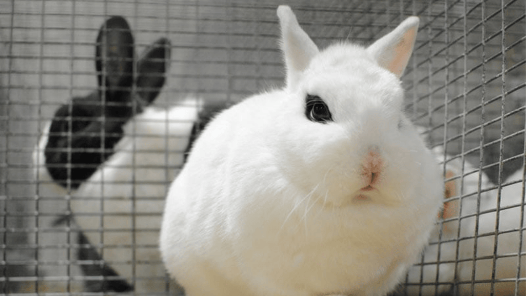 choosing dwarf hotot