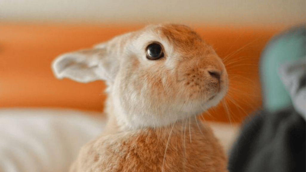 cinnamon rabbit coat