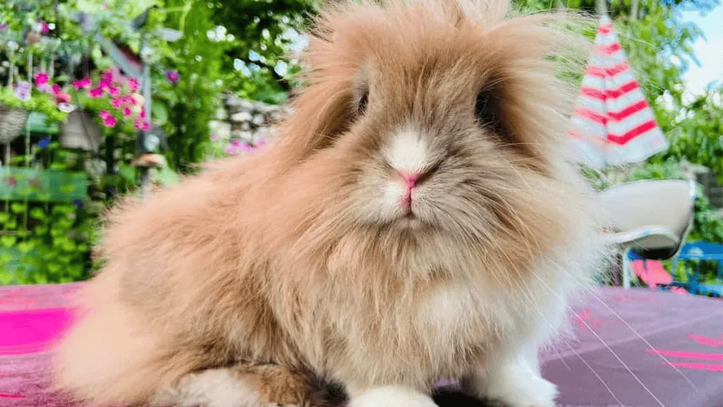 common health issues