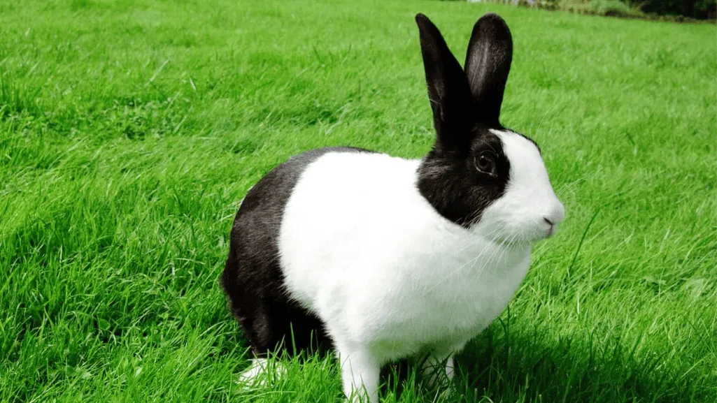 dutch rabbits size