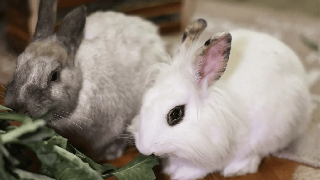 dwarf hotot characteristics