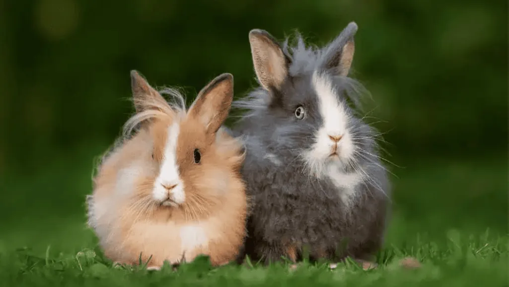 family fit rabbits