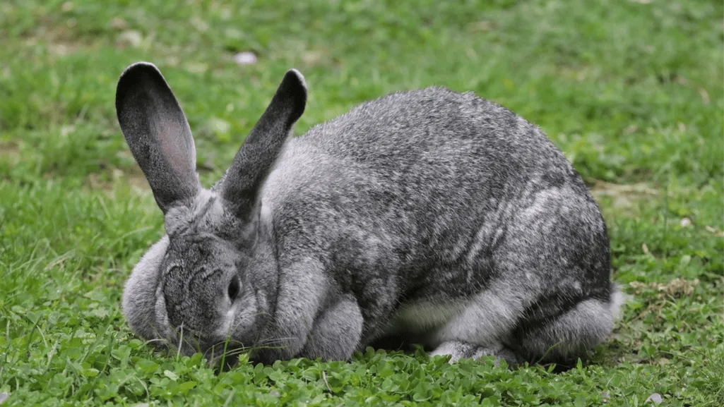 giant chinchilla rabbit