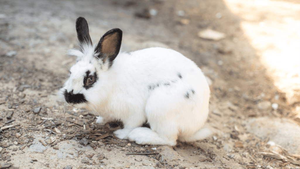 grooming rabbit