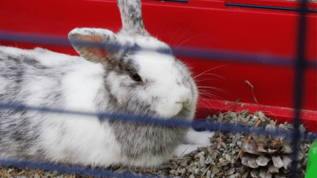 harlequin rabbit hutch