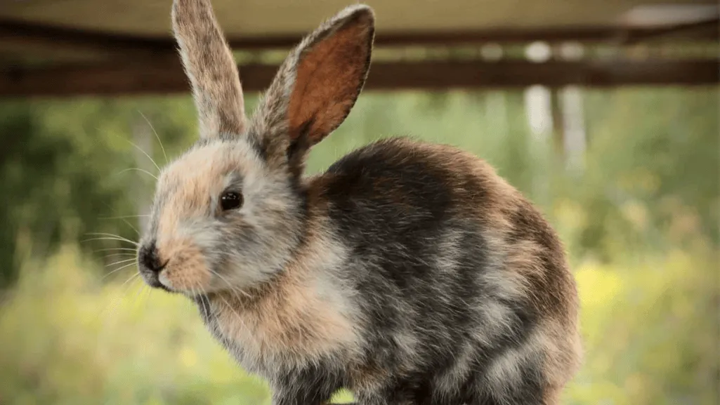 harlequin rabbit pattern