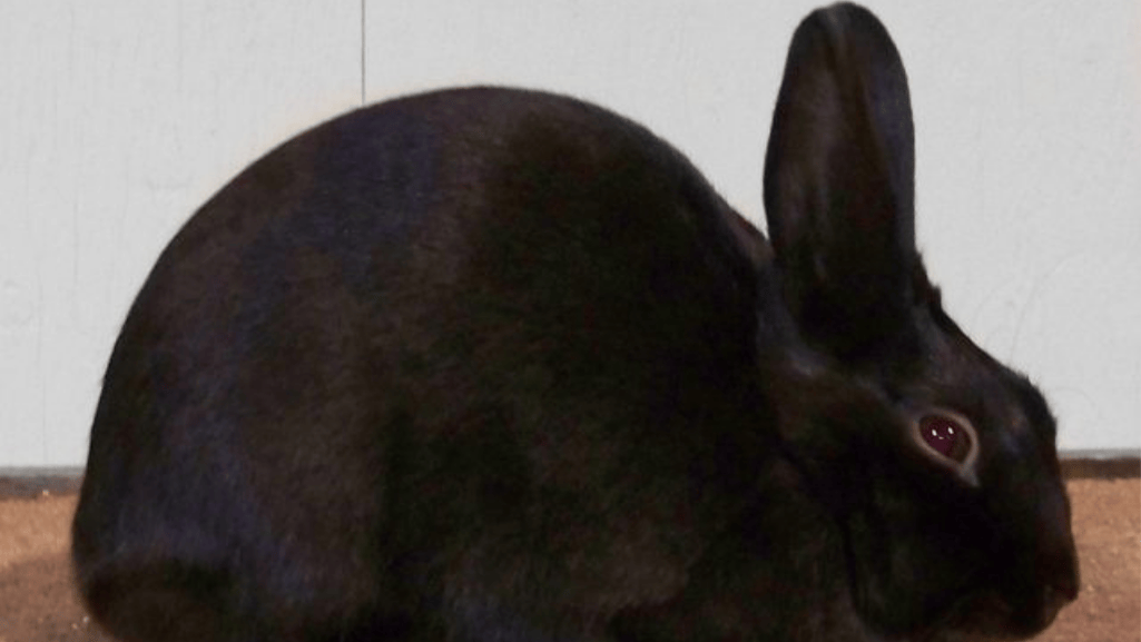 havana rabbit diet