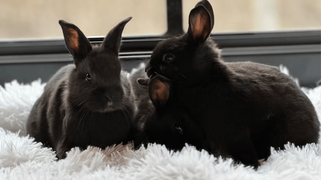 havana rabbit temperament