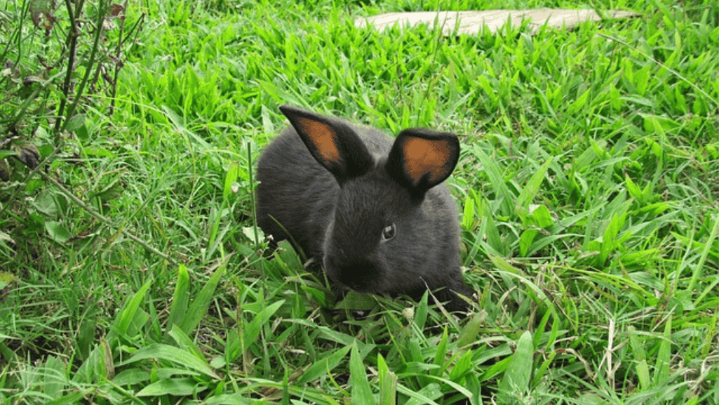 havana rabbits