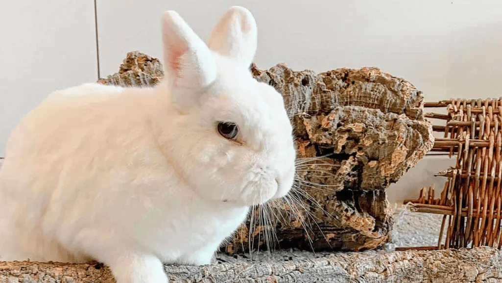 health care for rabbit