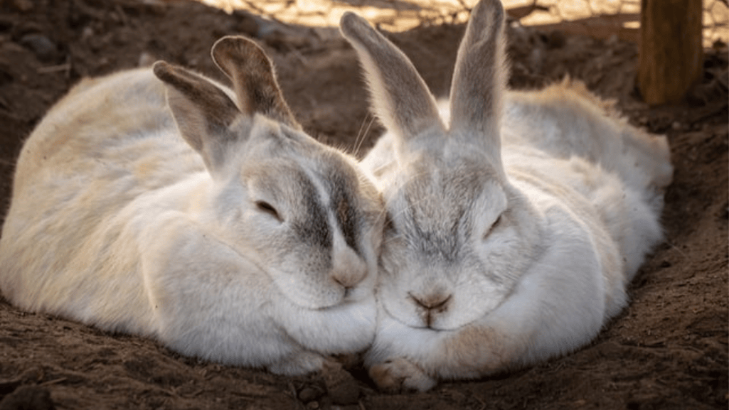 housing and home safety for palomino rabbit